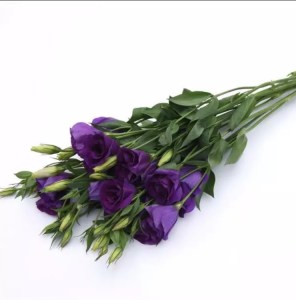 Lisianthus can can ourple